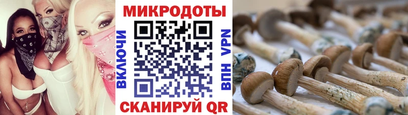 Псилоцибиновые грибы Cubensis цена Новохопёрск